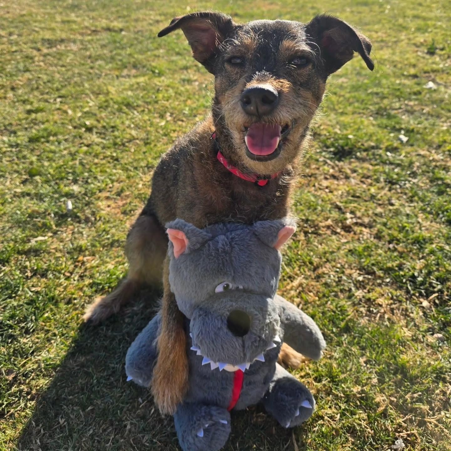 image:imageNocciola Stuffed Pig Dog Toys Hide and Seek Funny Squeaky Crinkle Plush Dog Chew Toys for Small Medium Breed Cognitive Training Pet Enrichment Gifts SuppliesLittle Red